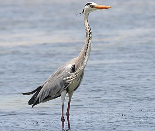 Graureiher, Grey Heron, Ardea c. cinerea